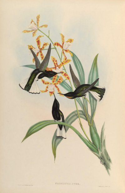 Florisuga atra = Florisuga fusca by John Gould